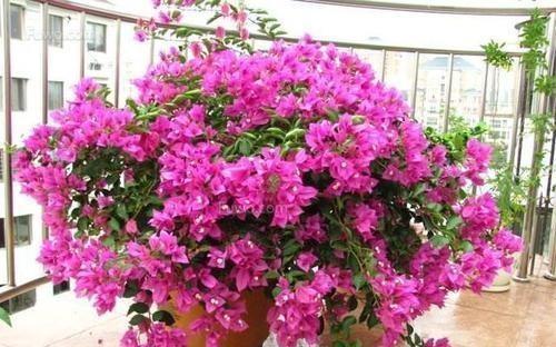 三角梅怎样修剪开花多 入秋后三角梅如何修剪