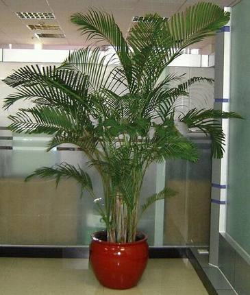 不怕强光暴晒的绿植 10种不怕太阳晒的盆栽绿植