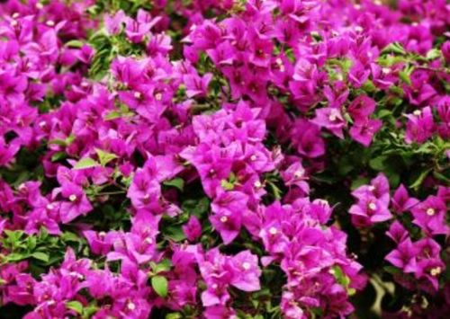 三角梅的花语和象征意义 三角梅是吉树还是凶树