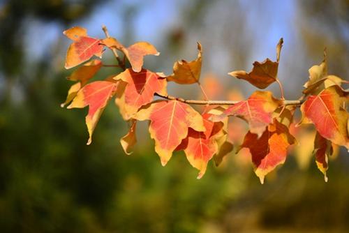 三角槭和三角枫的区别 三角枫为什么称为宝树