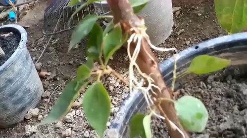 三角梅水培生根法 三角梅泡水几天就生根