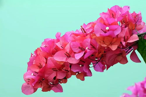 三角梅飘枝怎么养出来的 最容易做成飘枝的三角梅