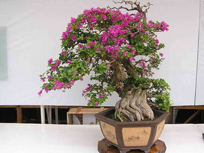 三角梅的风水作用禁忌 三角梅是吉树还是凶树