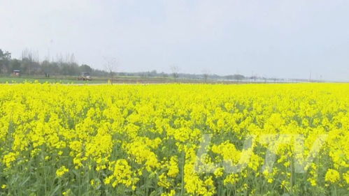 下半年油菜几月份种最好 八月份种油菜可以吗