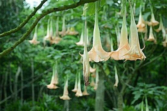 世界上十大诡异的花 世界上十大恐怖的植物