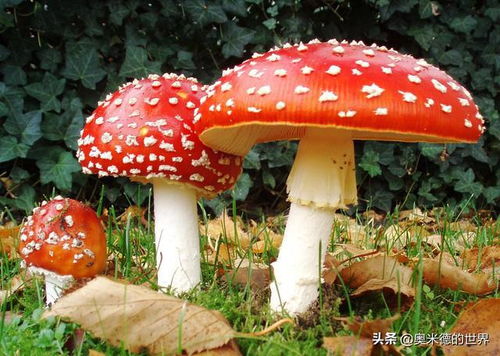 世界上最毒的蘑菇前十名 100种无毒蘑菇图片大图名字