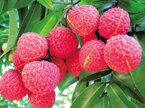 世界公认十大顶级荔枝 中国10大名牌荔枝