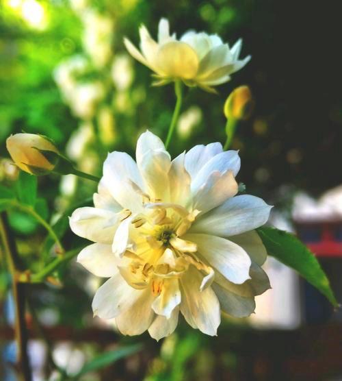 世界上第一名最香的花 天下第一香是啥花