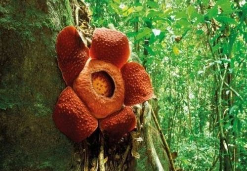 世界上最恐怖的食人花 十大恐怖食人花