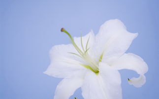 世界上最高贵优雅的花 淡雅又不失高贵的花