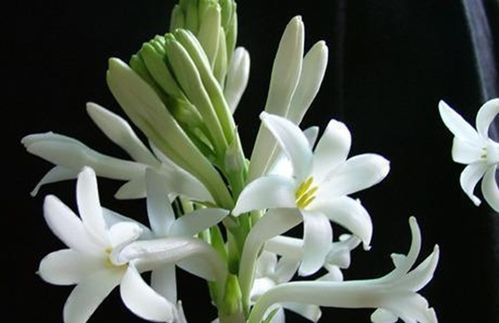 世界上最漂亮最毒的花 世界上第一名最美的花