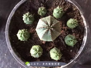 不花钱的多肉配土 工地上的沙子能种多肉