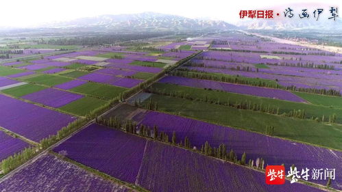 世界薰衣草三大产地 中国的薰衣草之乡在哪里