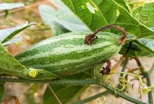 丝瓜发苦能吃吗 丝瓜炒熟了发苦有毒吗