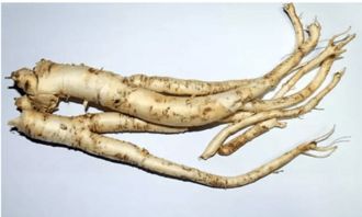 东北菜桔梗是什么 桔梗怎么办好吃