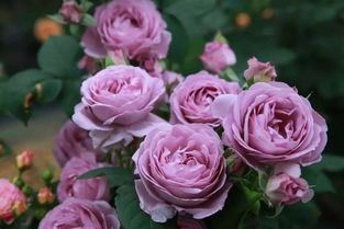 世界排名第一月季花 最美的极品月季花品种