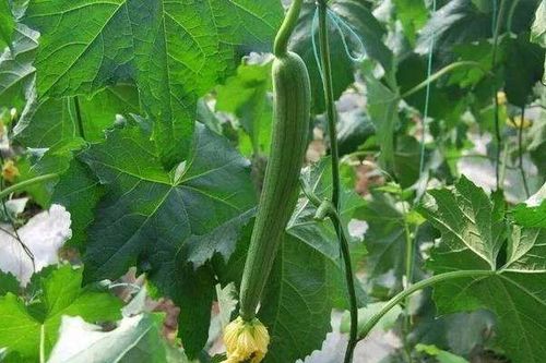 丝瓜七月了还没开花 八月份了种丝瓜还结果吗
