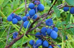 东北野生蓝莓不是蓝莓 大兴安岭的野生蓝莓有多好