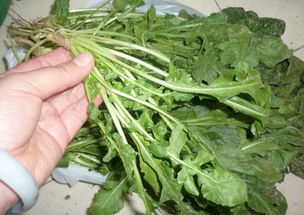 东北臭菜的功效与作用 东北臭菜的学名