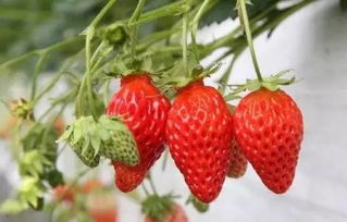 中国十大草莓之乡 中国最有名的草莓基地