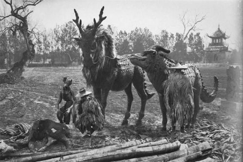 中国发现一只麒麟 为何现在没有了