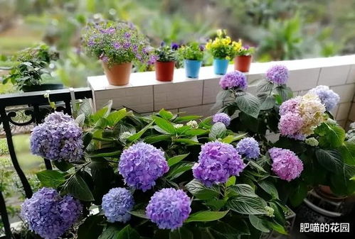 中国名花50种 中国最美的花第一名