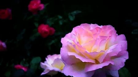 中国各省省花一览表 全国城市市花一览表