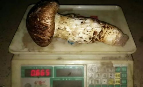 中国四大菌王 谁才是菌中之王