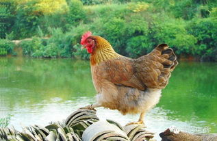 中国小型宠物鸡 中国小型鸡品种