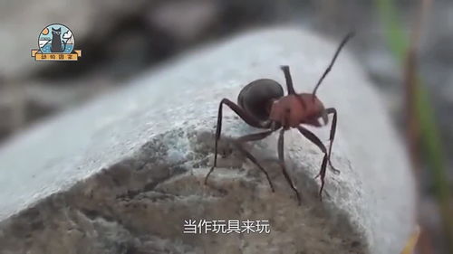 中国十大毒虫 世界上十大毒虫