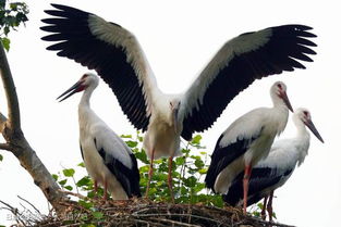 中国官方承认的国花 中国国树 国鸟 国花