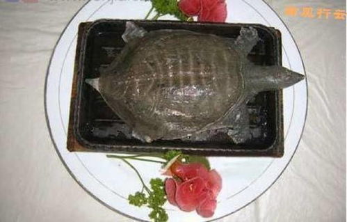 中国十大恐怖食物 中国10大最残忍的菜