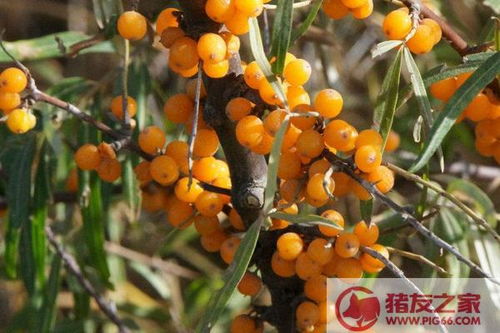 中国最好沙棘产地在哪里 中国最大沙棘生产基地