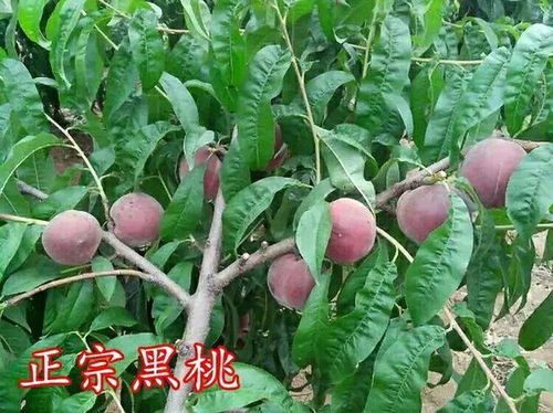 中国果树品种大全100种 各种果树图片大全