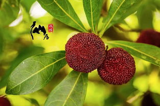 中国杨梅之乡是哪里 全国十大杨梅排名