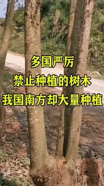 中国最漂亮的树 国家禁止种的三种树