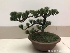 中国最贵的十大盆景 十大越养越值钱的盆景