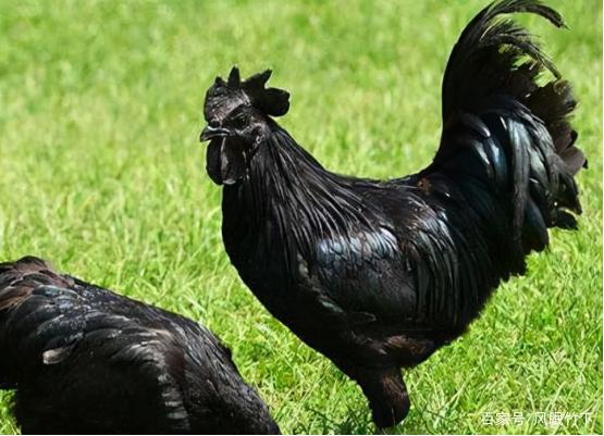 中国稀有鸡品种 中国最出名的三种鸡