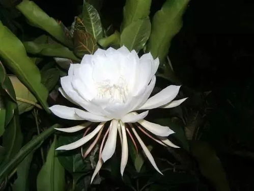 中国最神奇的花 十大最漂亮的花
