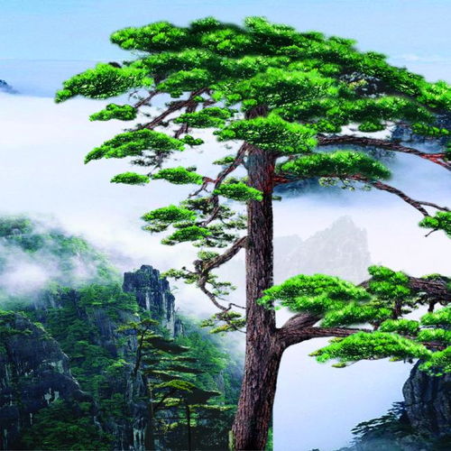中国最名贵的松树排名 十大名贵松树排名
