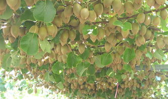 中国猕猴桃的三大产地 猕猴桃苗什么品种最好