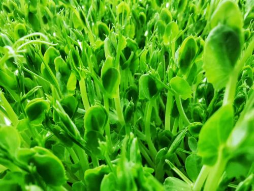 为什么不能乱吃豌豆苗 芽苗菜为什么好多人做不起来