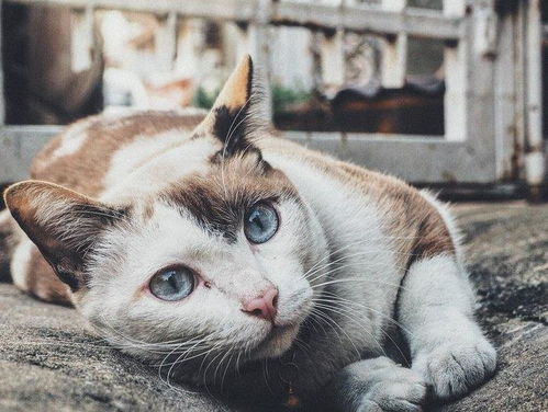 为什么养猫的人越长越像猫 什么人养猫运气会变好