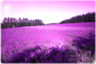 为什么不建议睡薰衣草枕头 薰衣草为什么男人不能用