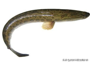 为什么不建议吃黑鱼 吃黑鱼的七大禁忌