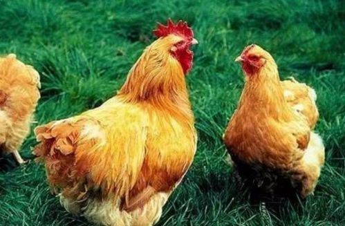 为什么公鸡是发物母鸡不是 公鸡发物在哪个部位
