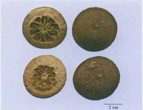 中药枳壳读ke还是qiao 枳壳为什么读qiao