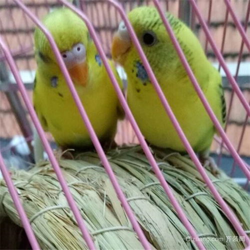 为什么养鸟的人不长寿 不宜养鸟的4个属相