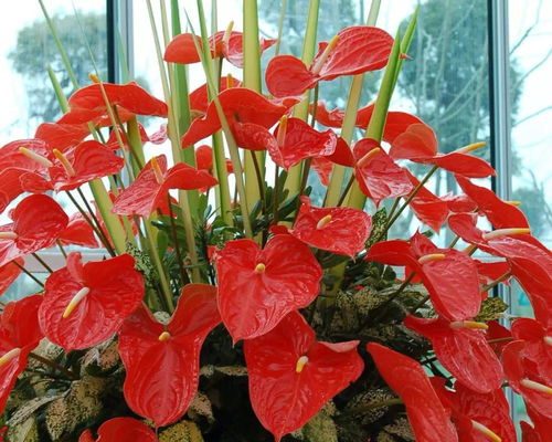 为什么客厅不能养红掌花 红掌花为啥不吉利