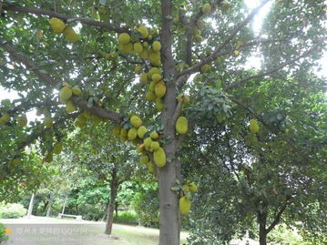 为什么广西种不了榴莲 广东唯一的一棵榴莲树